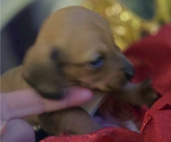 Medium Photo #8 Dachshund Puppy For Sale in SAINT CLOUD, FL, USA
