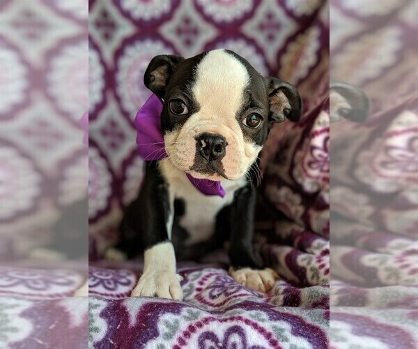 Medium Photo #1 Boston Terrier Puppy For Sale in LANCASTER, PA, USA