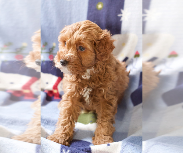 Medium Photo #12 Goldendoodle (Miniature) Puppy For Sale in MILWAUKEE, WI, USA
