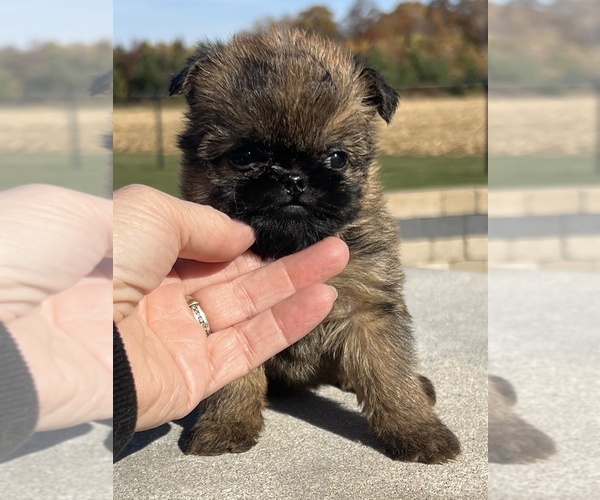 Medium Photo #3 Brussels Griffon Puppy For Sale in NILES, MI, USA