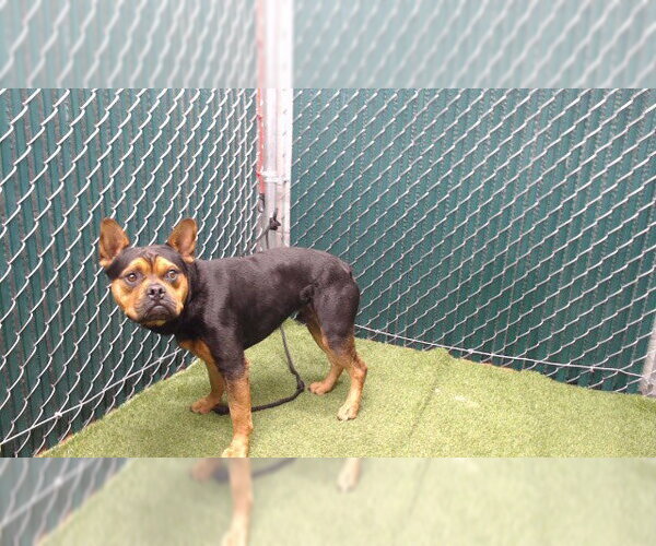 Medium Photo #1 French Bulldog-Unknown Mix Puppy For Sale in Downey, CA, USA