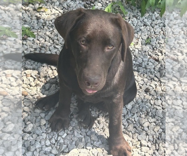 Medium Photo #2 Labrador Retriever Puppy For Sale in FENELTON, PA, USA