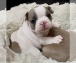 Puppy Abbi French Bulldog