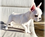 Small Photo #2 French Bulldog Puppy For Sale in TEMECULA, CA, USA