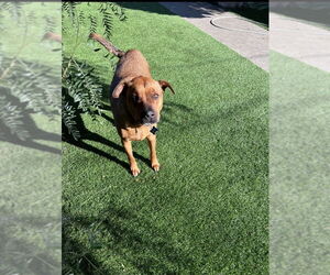 SIMBA - Male Black Mouth Cur-Rhodesian Ridgeback Mix Dog for Adoption - Photo #9