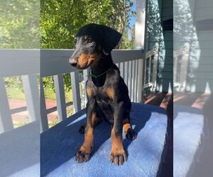 Doberman Pinscher Puppy for sale in TRACY, CA, USA