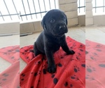 Puppy 2 Golden Labrador