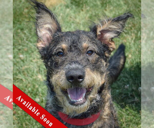 Medium Photo #1 Mutt Puppy For Sale in Huntley, IL, USA