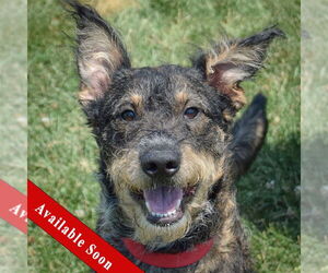 Mutt Dogs for adoption in Huntley, IL, USA