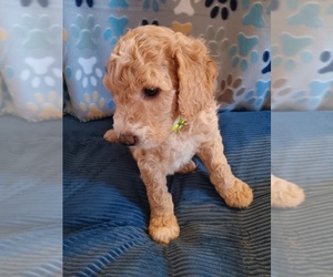 Goldendoodle Puppy for sale in MONTELLO, WI, USA