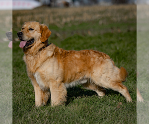 Father of the Golden Retriever puppies born on 01/11/2025