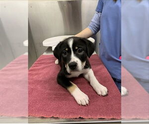 Labsky Dogs for adoption in Fairbanks, AK, USA