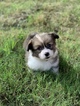 Small Photo #7 Pembroke Welsh Corgi Puppy For Sale in CASTROVILLE, TX, USA