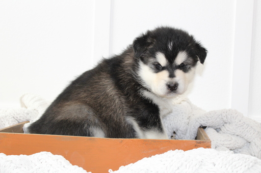 Medium Photo #1 Alaskan Malamute Puppy For Sale in ANNIS, ID, USA