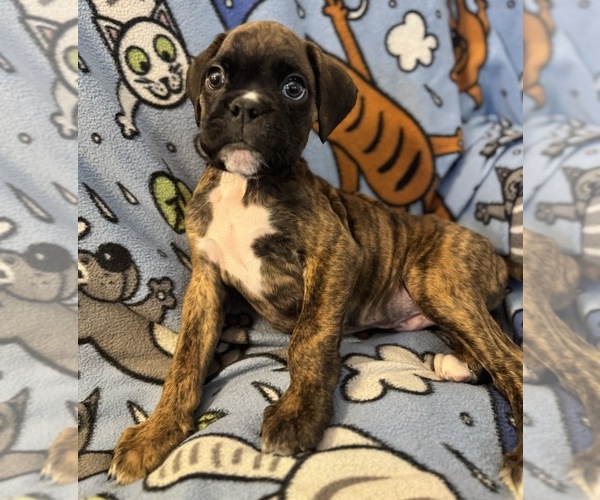 Medium Photo #12 Boxer Puppy For Sale in LANSING, MI, USA