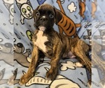Small #11 Boxer