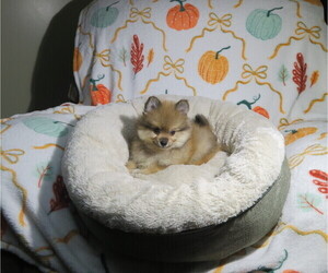 Pomeranian Puppy for Sale in COOKEVILLE, Tennessee USA