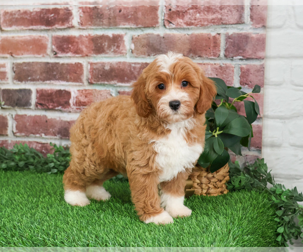 Medium Photo #1 Goldendoodle mix (+ Poodle Miniature) Puppy For Sale in SYRACUSE, IN, USA