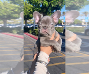 French Bulldog Puppy for sale in FONTANA, CA, USA