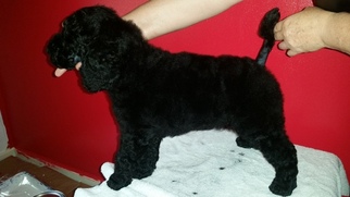 Poodle (Standard) Puppy for sale in SANFORD, NC, USA