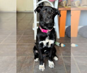 Sheprador Dogs for adoption in Greensboro, NC, USA