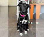 Small Sheprador