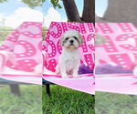 Small #10 Shih Tzu
