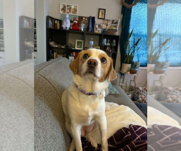 Medium Photo #1 Beagle-Unknown Mix Puppy For Sale in Salt Lake City, UT, USA