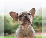 Small French Bulldog