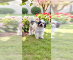 Small Photo #17 Shih Tzu Puppy For Sale in Weston, FL, USA