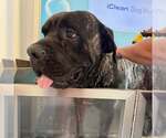 Small #2 Mastiff