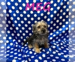 Small #2 YorkiePoo
