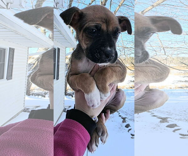Medium Photo #1 Mastiff-Unknown Mix Puppy For Sale in Clarkston, MI, USA
