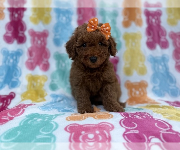 Medium Photo #6 Cavapoo (Miniature) Puppy For Sale in LAKELAND, FL, USA