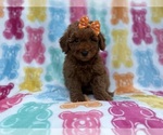 Ansley - Female Cavapoo (Miniature) Puppy for Sale - Photo #6