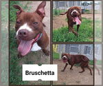 Small #3 American Staffordshire Terrier