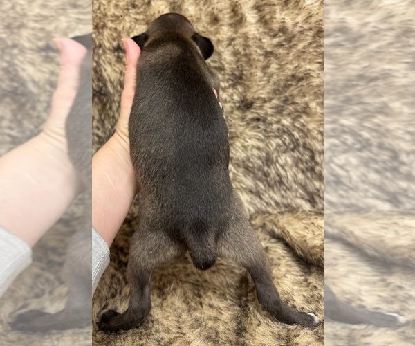 Medium Photo #3 Rat Terrier Puppy For Sale in WHITAKERS, NC, USA