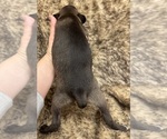Small #2 Rat Terrier