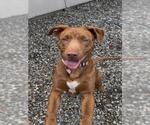 Small #1 Mutt
