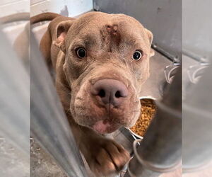 American Pit Bull Terrier-Unknown Mix Dogs for adoption in Tavares, FL, USA
