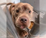 Small American Pit Bull Terrier Mix