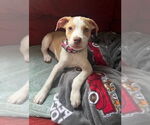 Small #39 German Shorthaired Lab