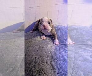 Medium Boston Terrier