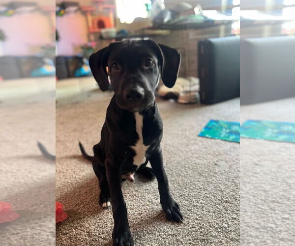 Medium Photo #2 Labrador Retriever Puppy For Sale in Claremore, OK, USA