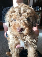 Aussiedoodle-Poodle (Miniature) Mix Puppy for sale in PARAGONAH, UT, USA