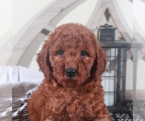 Goldendoodle-Poodle (Miniature) Mix Puppy for sale in MOUNT VERNON, OH, USA