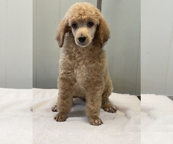 Medium Photo #4 Poodle (Standard) Puppy For Sale in BURNSVILLE, NC, USA