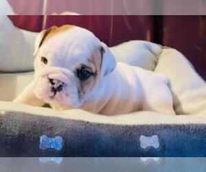 Bulldog Puppy for sale in ROBERTSVILLE, MO, USA