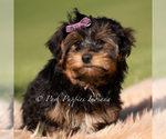 Small #1 Yorkipoo