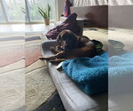 Small #4 Redbone Coonhound Mix